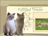 Hodowla kotów brytyjskich Fulfilled Dream 